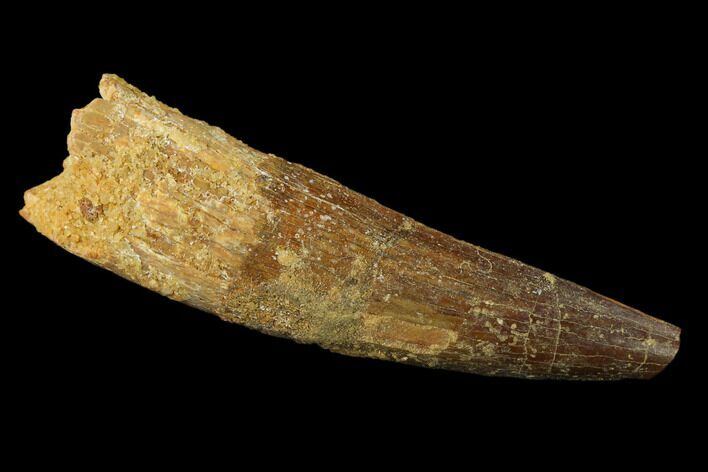 Spinosaurus Tooth - Real Dinosaur Tooth #136235